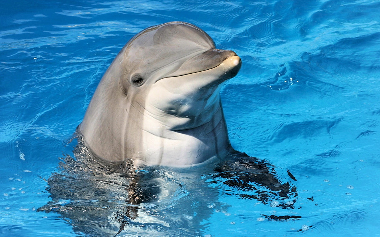 Dolphin swimming at Clearwater Beach Tours, Orlando.