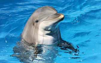 Dolphin swimming at Clearwater Beach Tours, Orlando.