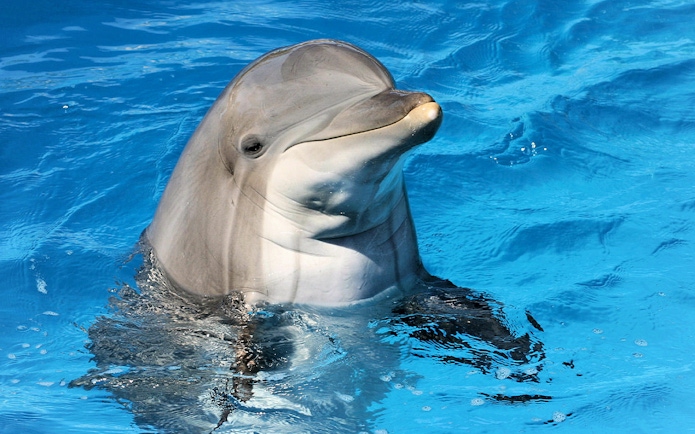 Dolphin swimming at Clearwater Beach Tours, Orlando.