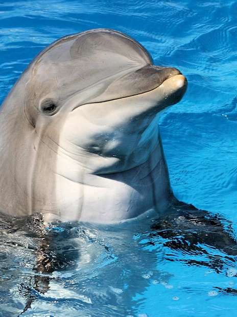Dolphin swimming at Clearwater Beach Tours, Orlando.