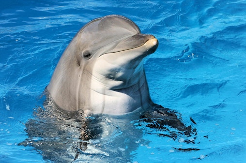 Dubai Dolphinarium: Spettacolo di delfini e foche con ingresso al labirinto degli specchi e popcorn