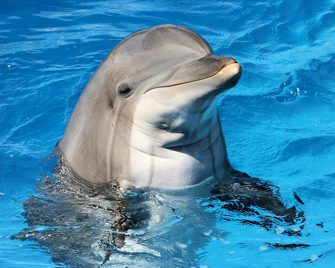 Dubai Dolphinarium: Dolphin & Seal Show + Mirror Maze Tickets with Popcorn