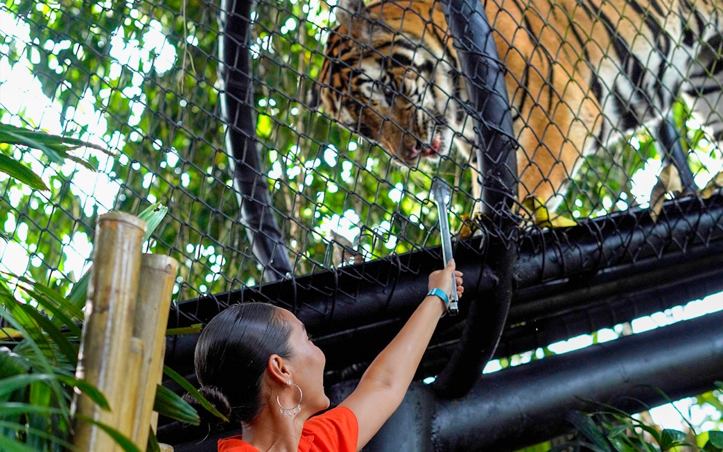 Visitor feeding a tiger through a fence at Bali Zoo.