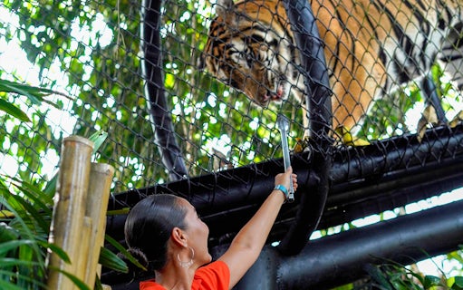 Visitor feeding a tiger through a fence at Bali Zoo.
