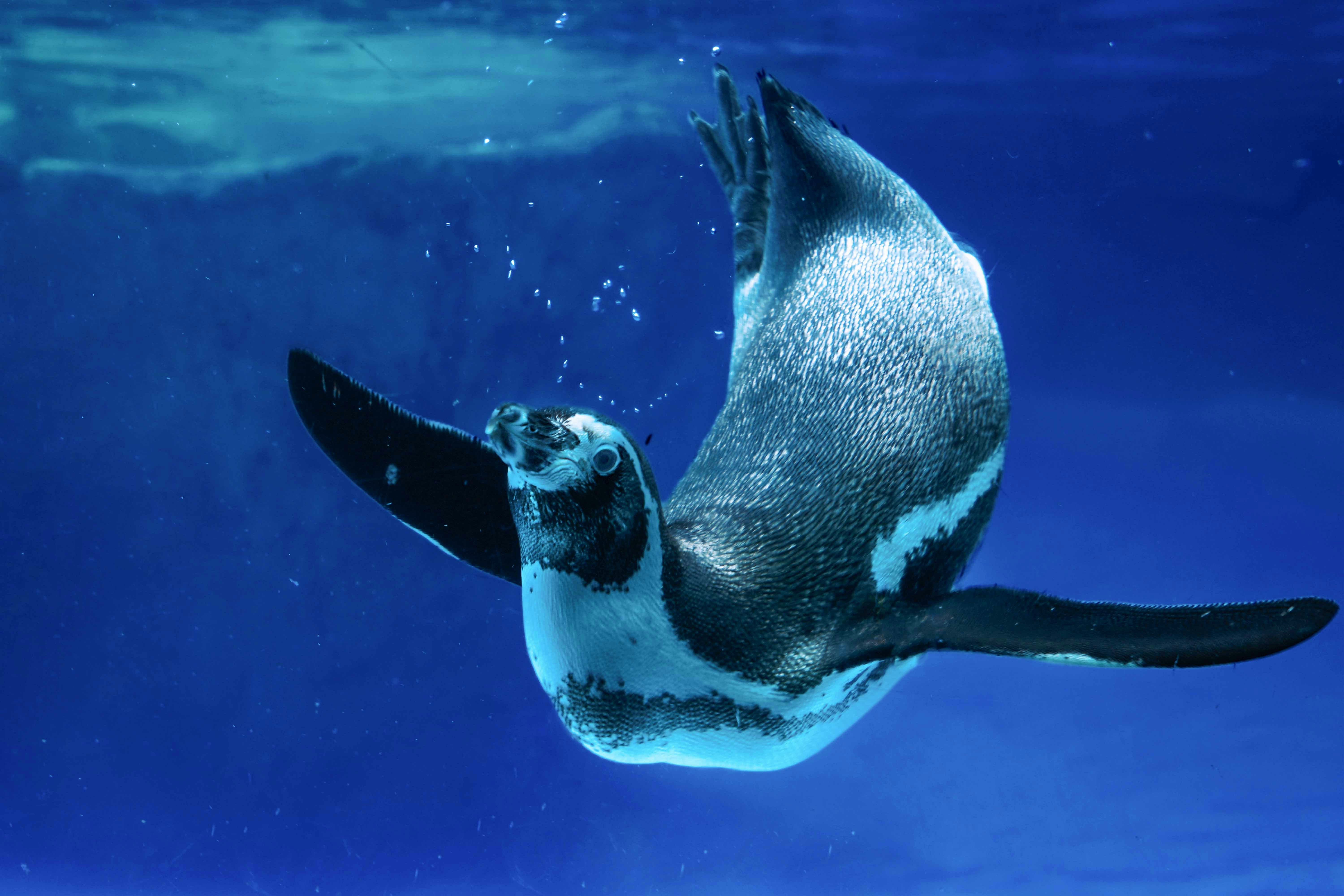 Acuario del Pacífico