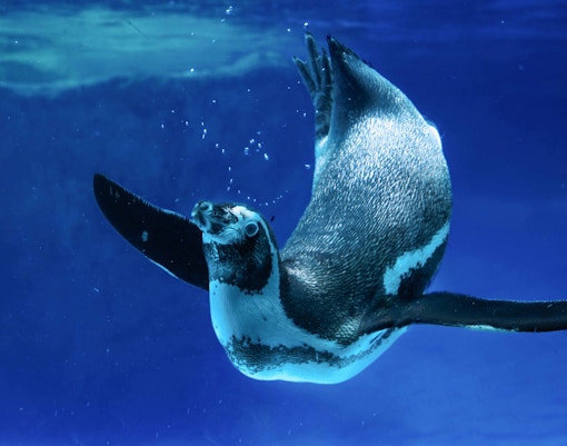 seaworld abu dhabi tickets