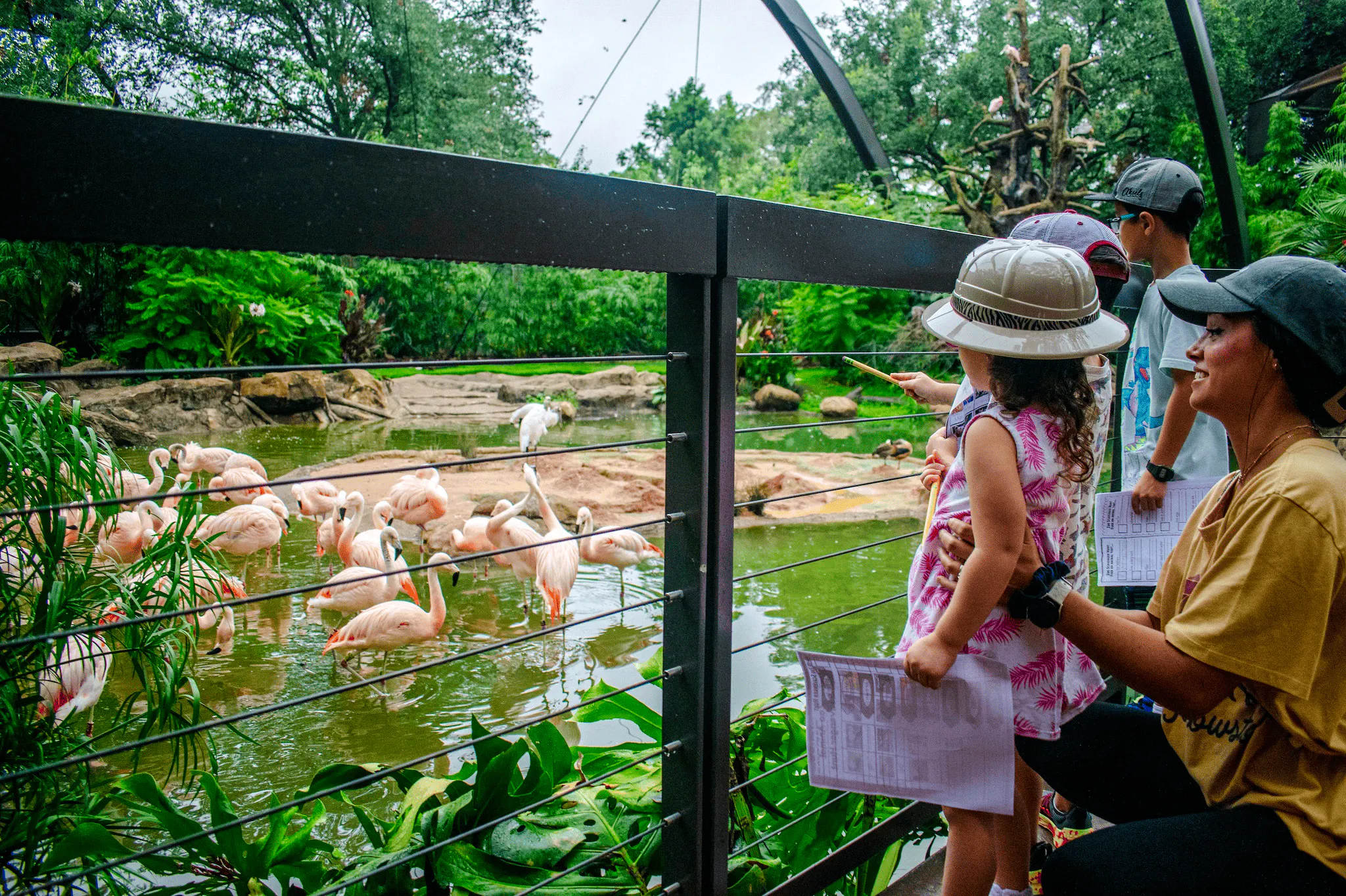 Visitors observing flamingos at Houston Zoo.