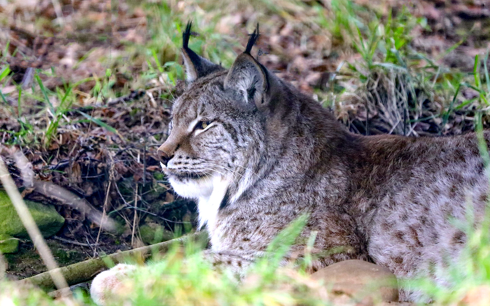 Eurasian lynx resting in grass at Highland Wildlife Park.