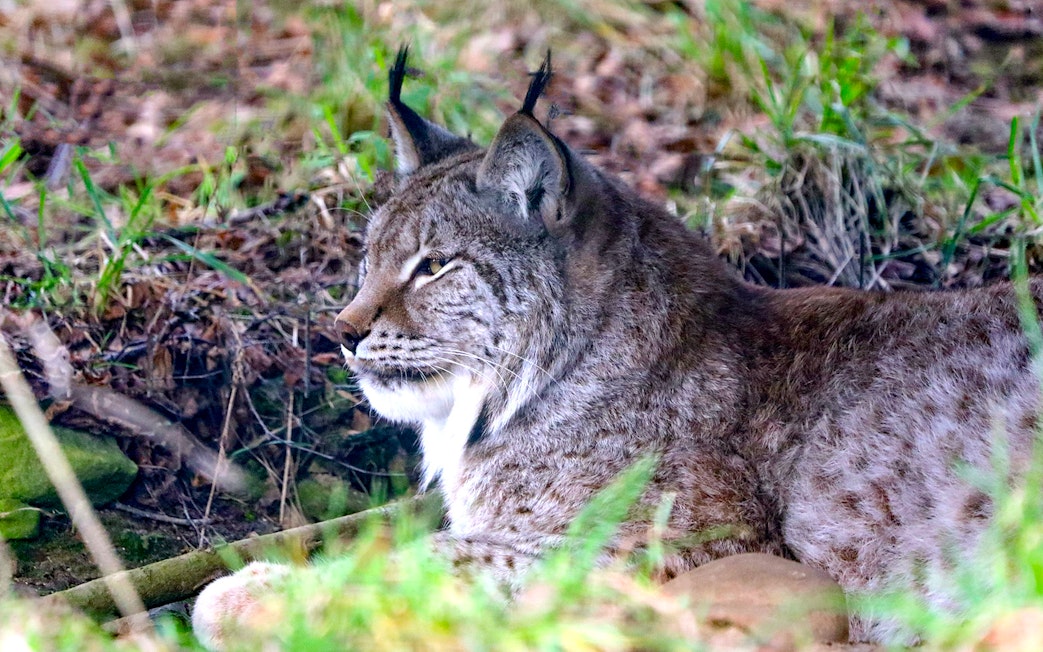 Eurasian lynx resting in grass at Highland Wildlife Park.