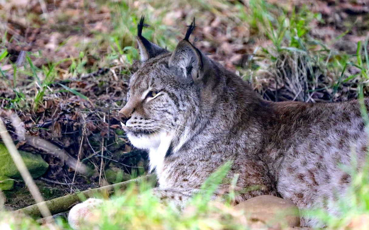 Eurasian lynx resting in grass at Highland Wildlife Park.