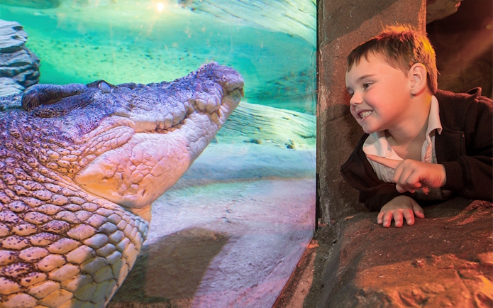 Child observing a crocodile through glass at SEA LIFE Melbourne.