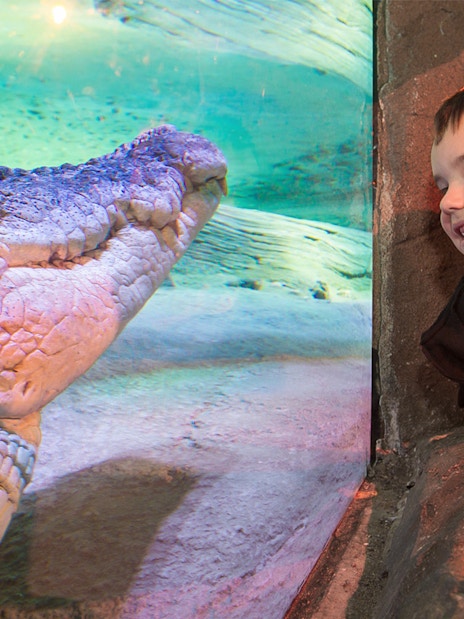 Child observing a crocodile through glass at SEA LIFE Melbourne.