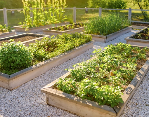 Hampton Court Gardens