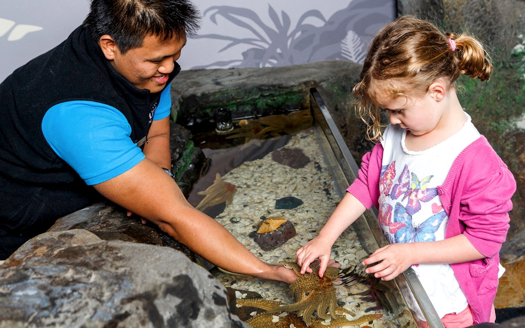 Child touching starfish at SEA LIFE Kelly Tarlton's Aquarium touch pool.
