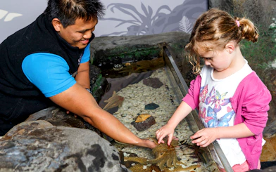 Child touching starfish at SEA LIFE Kelly Tarlton's Aquarium touch pool.