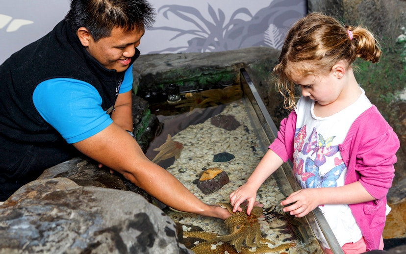 Child touching starfish at SEA LIFE Kelly Tarlton's Aquarium touch pool.