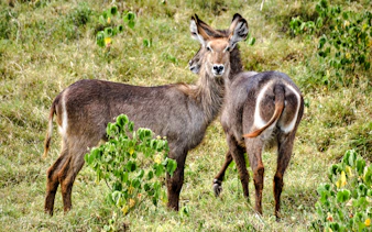 da zanzibar: safari in 4x4 con trasferimento in aereo al parco nazionale di nyerere-2