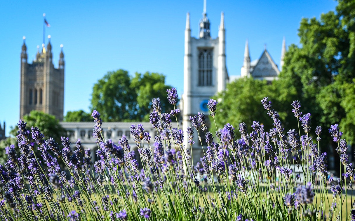 Lavender blooms with Westminster Abbey in the background, London walking tour.