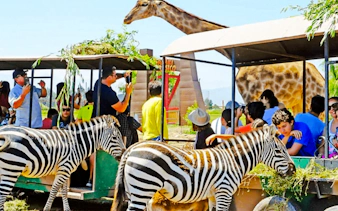 Tourists on safari tram with zebras and giraffe at Parque Safari, Santiago.