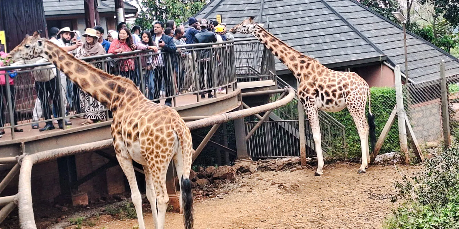 Giraffes interacting with visitors on a raised platform at Nairobi Giraffe Centre.