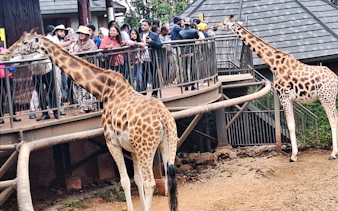 Giraffes interacting with visitors on a raised platform at Nairobi Giraffe Centre.
