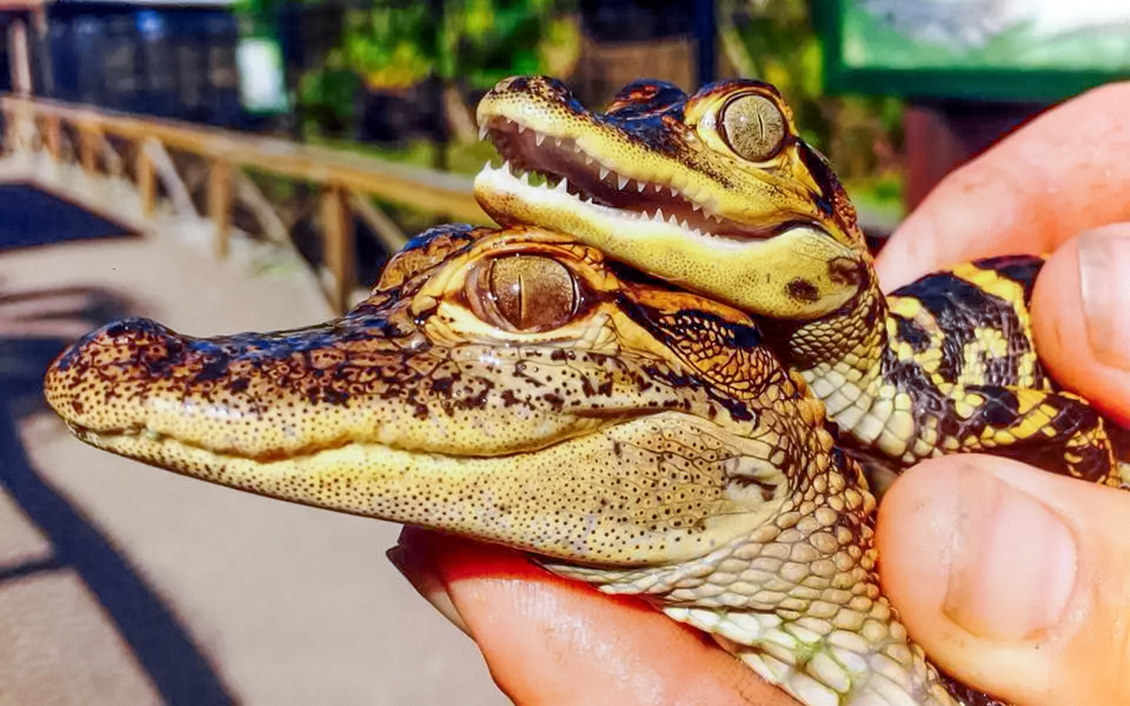 Baby alligators held during Everglades Private Airboat Tour.