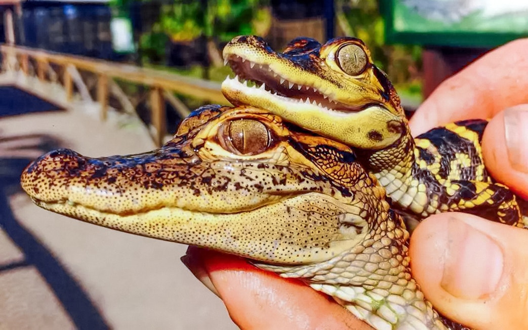 Baby alligators held during Everglades Private Airboat Tour.