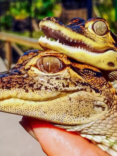 Baby alligators held during Everglades Private Airboat Tour.