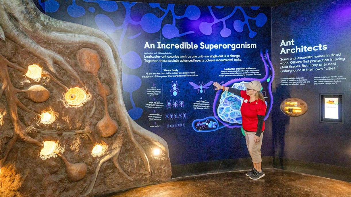 Conservation and research programs at the San Diego Zoo