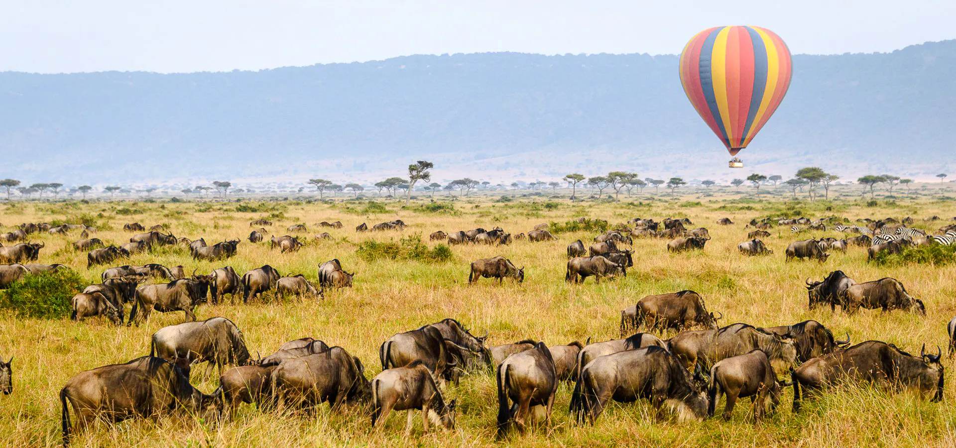 Hot air balloon over wildebeest in Masai Mara, Nakuru.