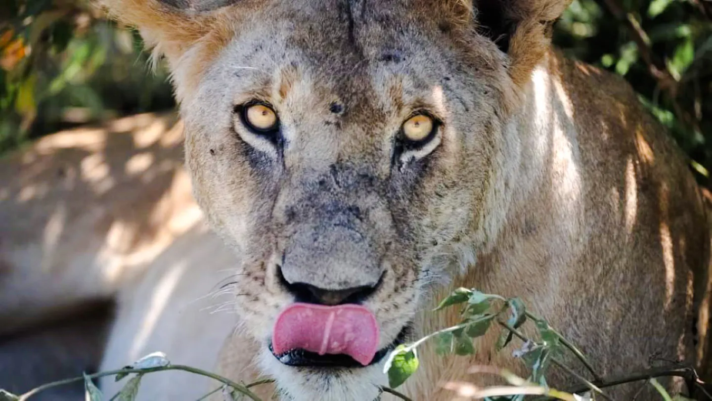 Lion licking its lips in Nairobi National Park during city tour.