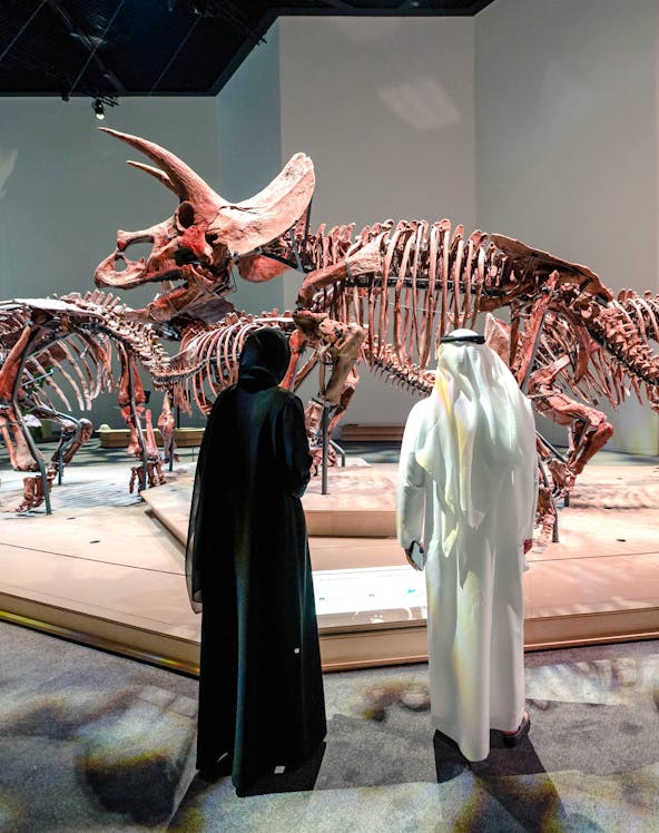 Triceratops skeletons exhibit at National History Museum, Abu Dhabi, with visitors observing.