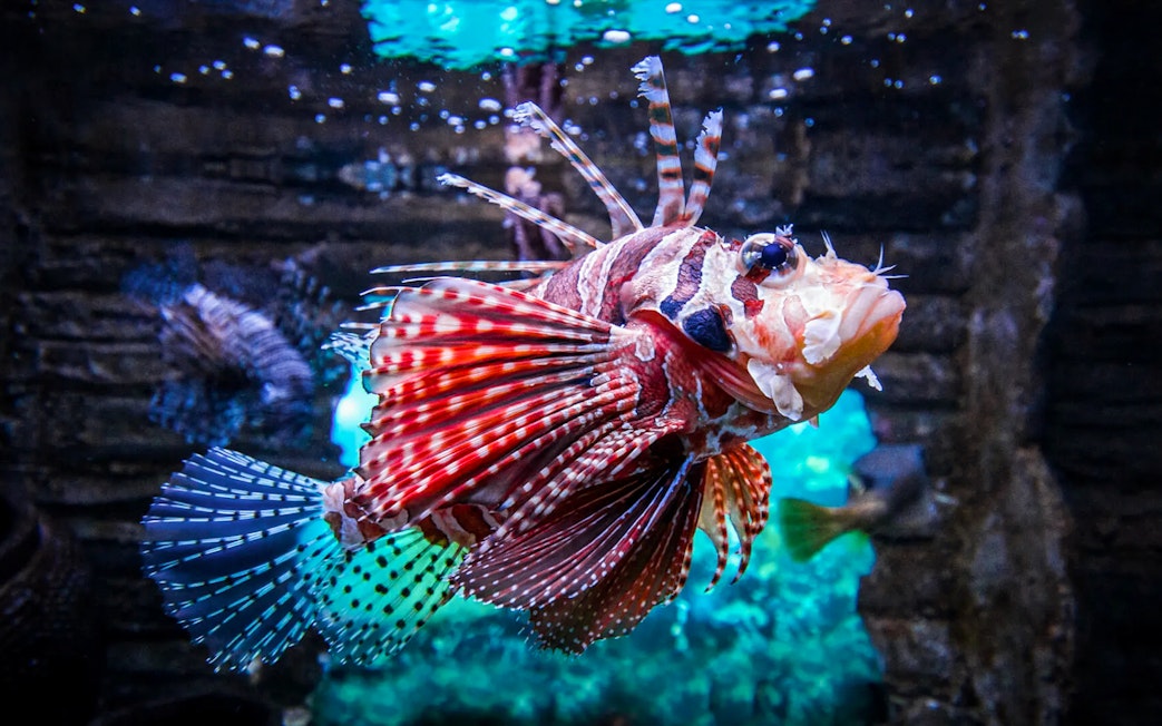 Lionfish swimming in Aquaria KLCC, Kuala Lumpur.