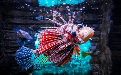 Lionfish swimming in Aquaria KLCC, Kuala Lumpur.