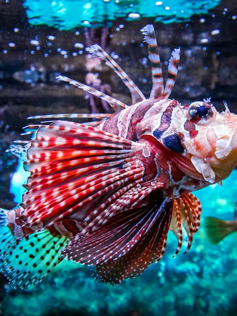 Lionfish swimming in Aquaria KLCC, Kuala Lumpur.
