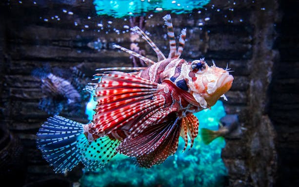 Lionfish swimming in Aquaria KLCC, Kuala Lumpur.