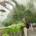 Cloud Forest