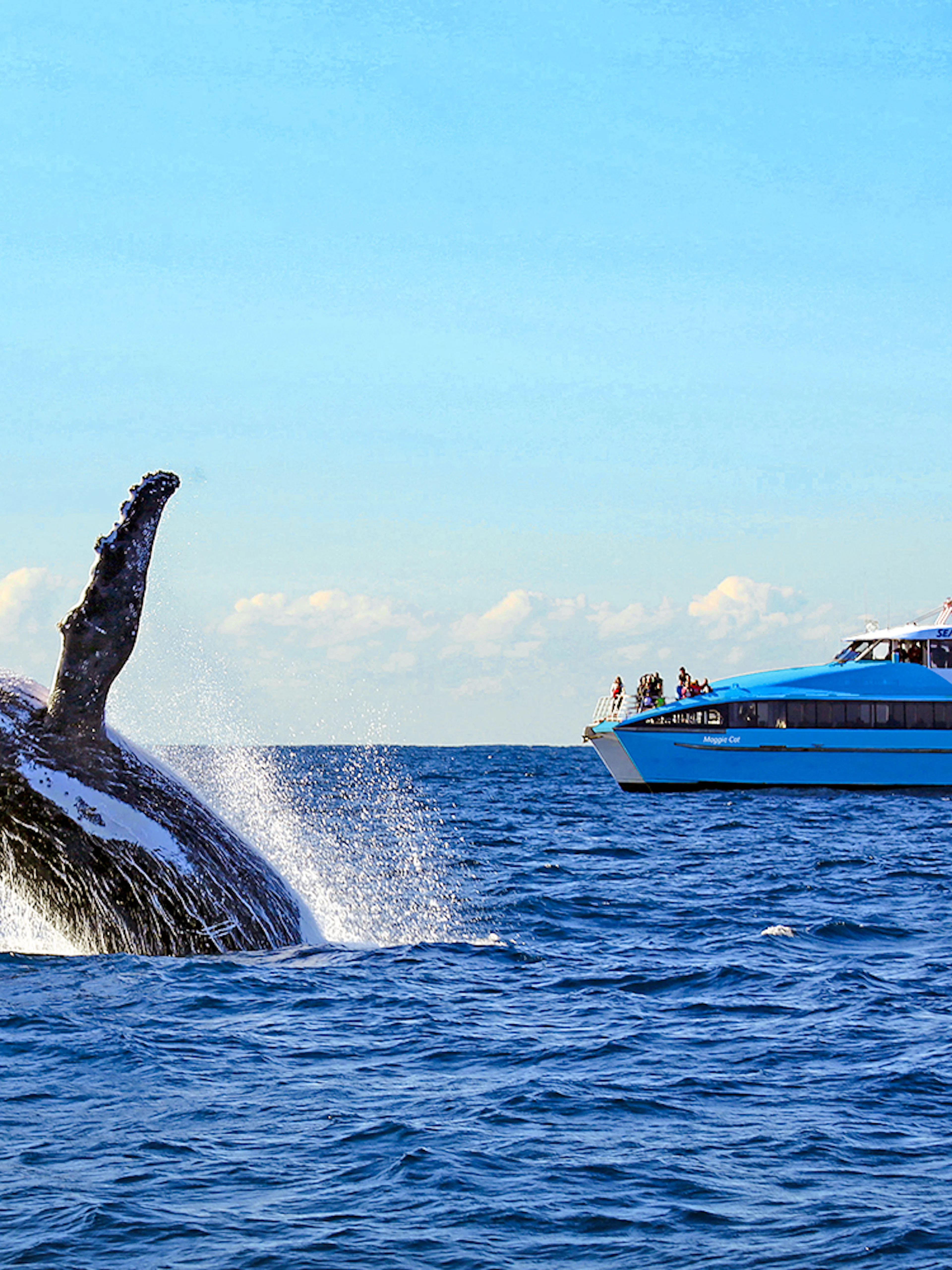 Breaching whale near a cruise ship during a whale watching tour in Sydney.