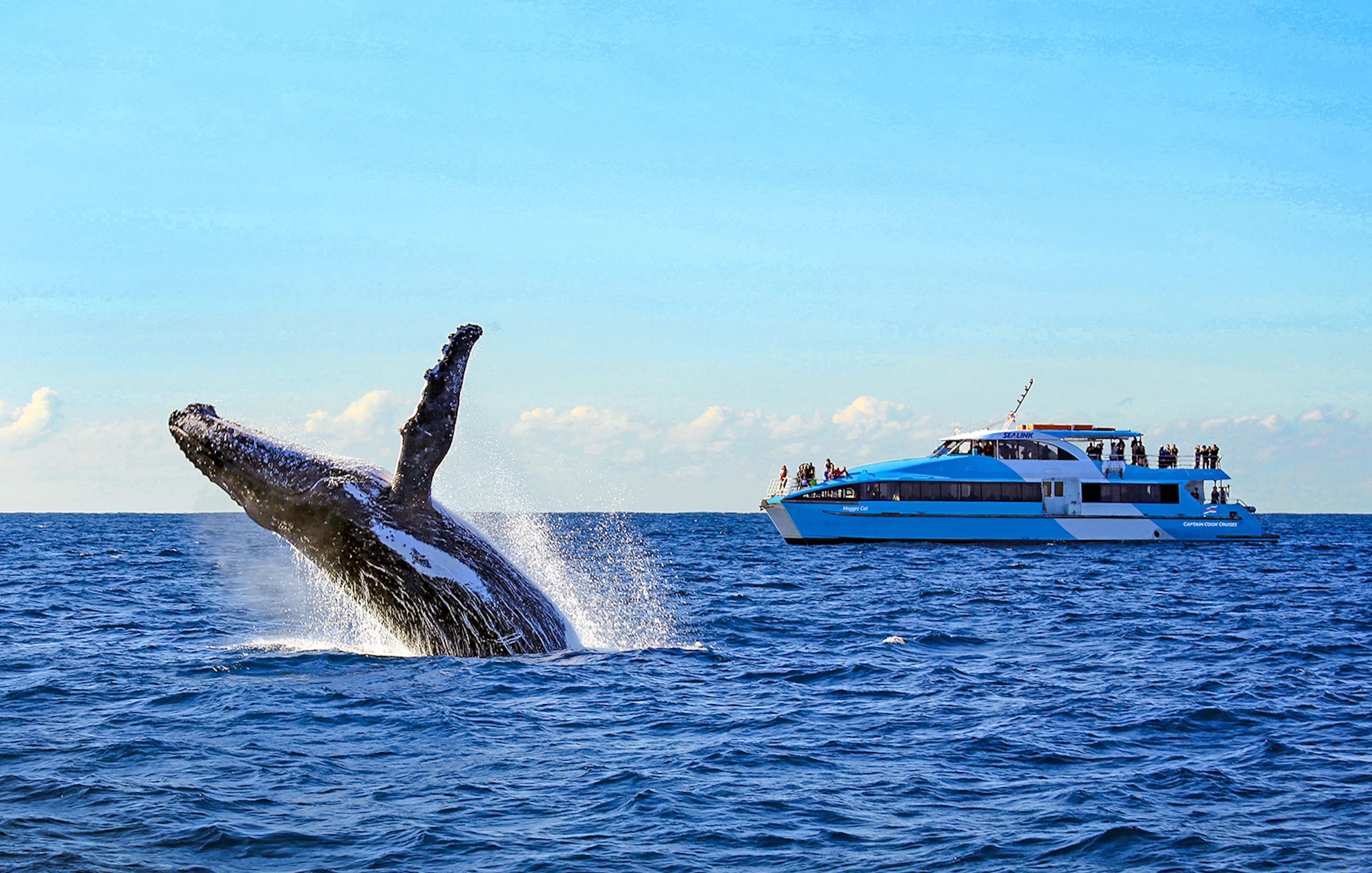 Breaching whale near a cruise ship during a whale watching tour in Sydney.