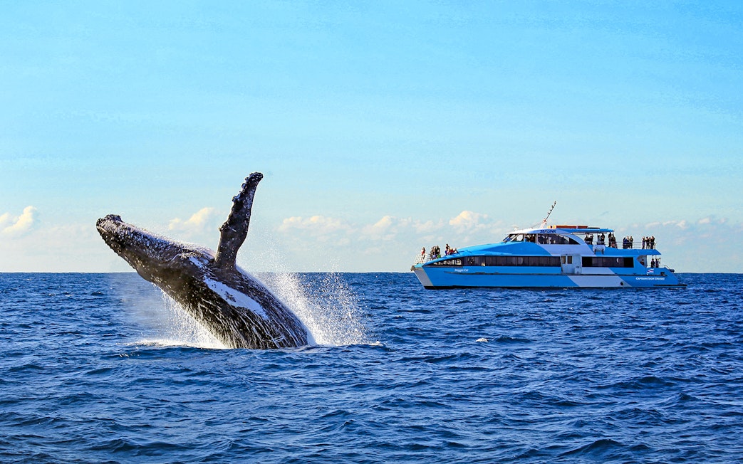 Breaching whale near a cruise ship during a whale watching tour in Sydney.