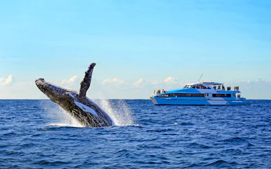 Breaching whale near a cruise ship during a whale watching tour in Sydney.