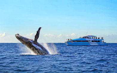 Breaching whale near a cruise ship during a whale watching tour in Sydney.