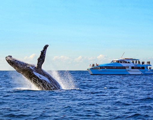 Breaching whale near a cruise ship during a whale watching tour in Sydney.