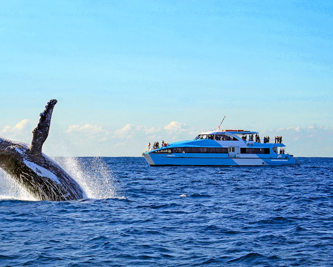 Sydney Harbour Whale Watching Cruise by Captain Cook