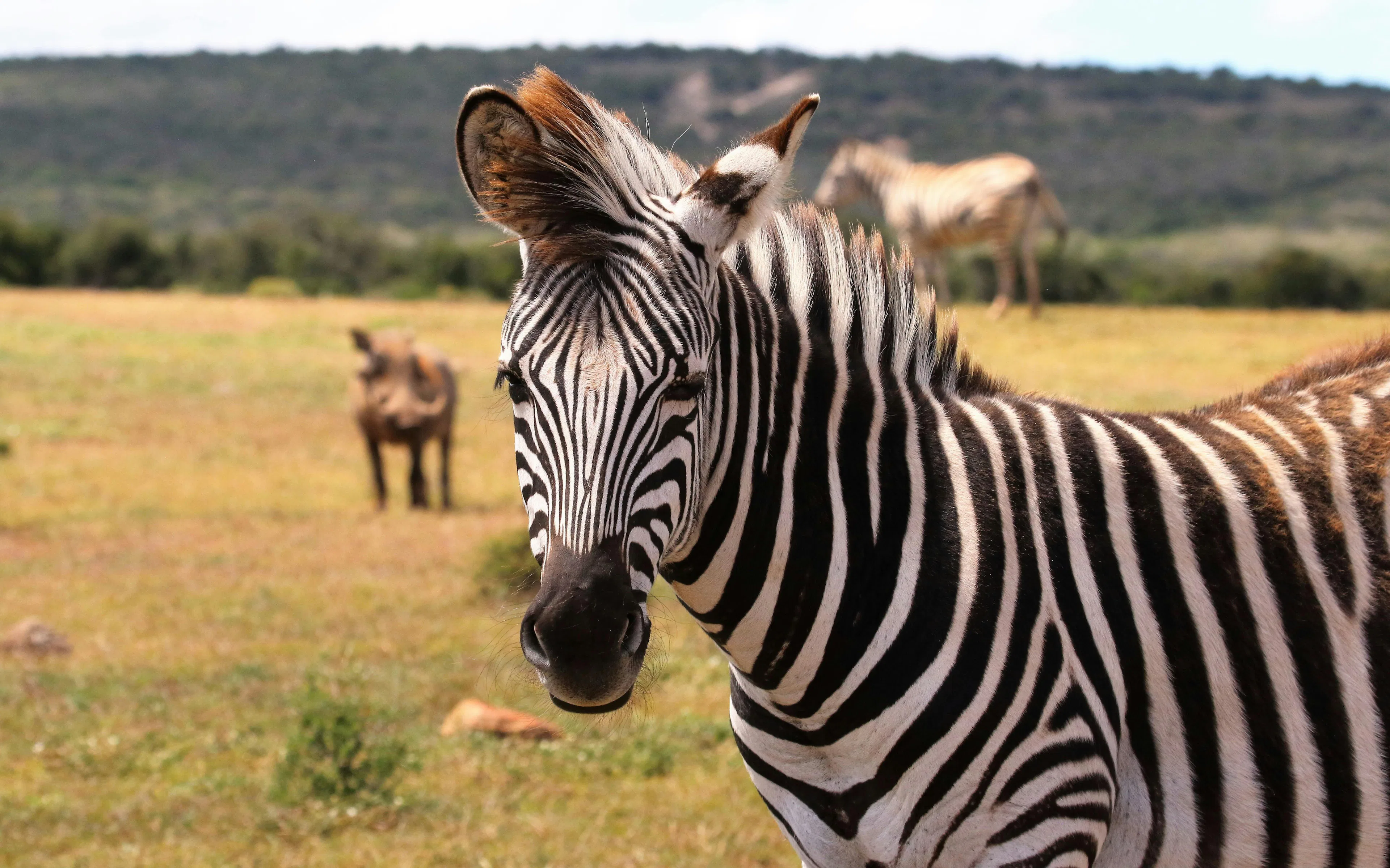 Zebra at São Paulo Zoo during Simba Safari with distant wildlife.