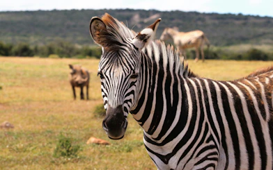 Zebra at São Paulo Zoo during Simba Safari with distant wildlife.