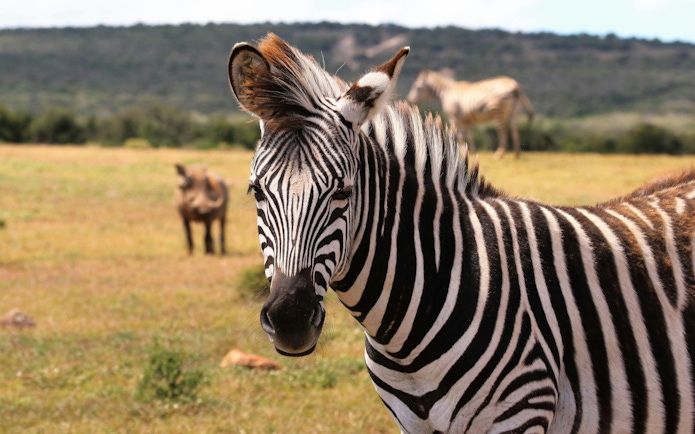 Zebra at São Paulo Zoo during Simba Safari with distant wildlife.