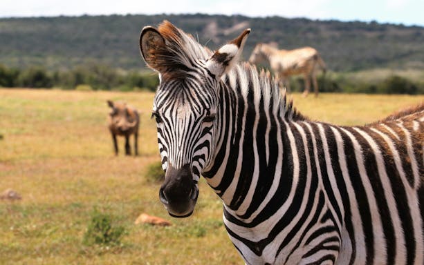 Zebra at São Paulo Zoo during Simba Safari with distant wildlife.