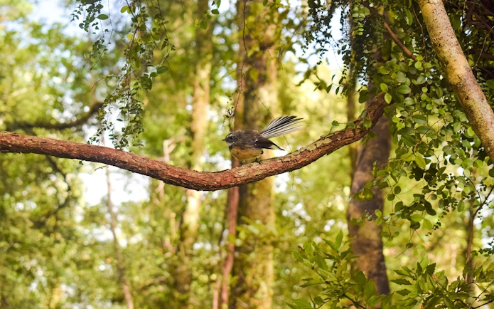 New Zealand fantail perched on a tree branch in a lush forest.