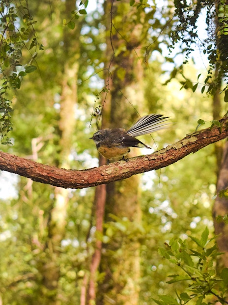 New Zealand fantail perched on a tree branch in a lush forest.